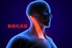 胸鎖乳突筋でアイケア